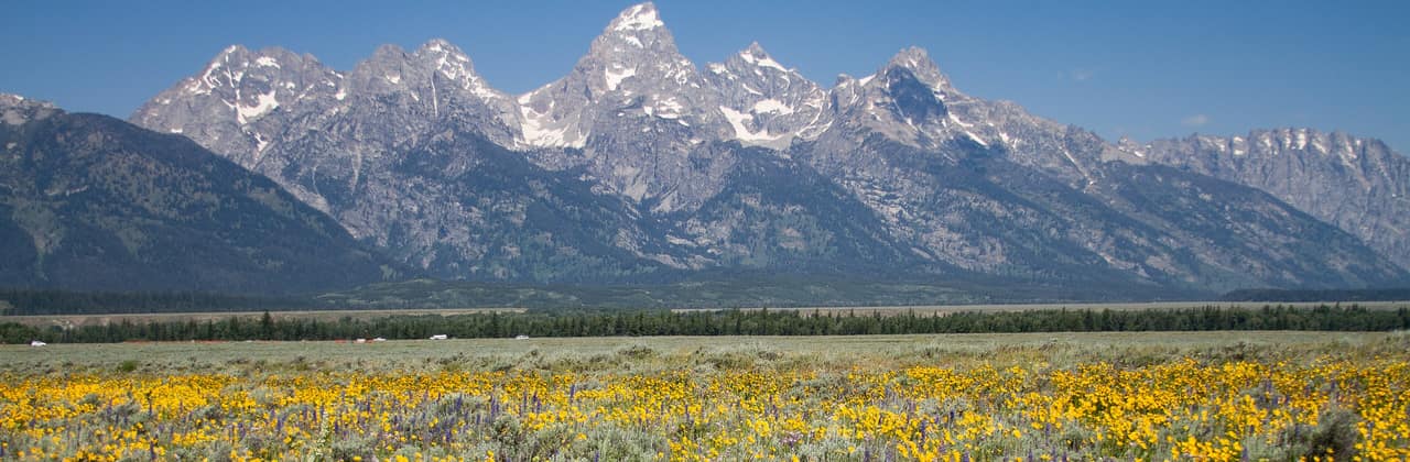The Teton Range in Wyoming rising above a meadow of yellow balsamroot and purple lupine